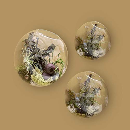 Set of 3 Wall Hanging Terrariums Indoor Plants Holders Wall Glass Vase for Flowers Planters for Succulents Air Plants Wall Mounted Decoration for Sunroom Living Room