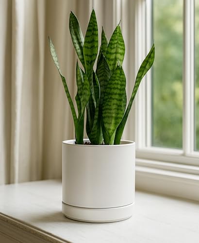 D'vine Dev 2-Pack Ceramic Pots with Saucers, White, 4/6 in, 94-G-S-1 | Glazed Ceramic, Drainage Hole, Perfect-Fit Saucer, Sleek Cylinder Shape, High Temperature Fired, Elegant Home Accent - color: White, size: Small