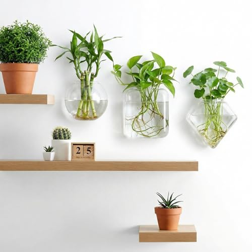 LemonRoad 6 Pcs Wall Hanging Glass Wall Hanging Planter Propagation Station Terrariums Clear Glass Vase Container for Hydroponic Plant Home Office Living Room Bathroom Garden Decor