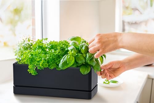 D'vine Dev Rectangular Planter, 12 x 4.5 in, Black, 76-X-B-1 | Minimalist Design, Large Planting Capacity, Drainage Holes & Saucer, Thick-Walled Durable Build, Ideal for Windowsills - color: Black