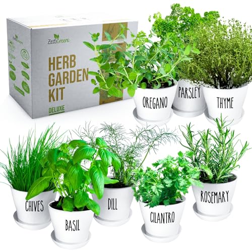 Herb Garden Starter Kit - 8 USA Culinary Herbs | Includes 8 culinary herbs, pots and soil for windowsill, kitchen or patio growing - color: 8 Herb