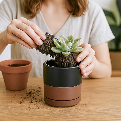 D'vine Dev 4-Pack Ceramic Pots with Saucers, Black/Tan, 3.5 in, 94-X-A-7 | Glazed Ceramic, Drainage Hole and Saucer, Sleek Cylinder Shape, High Temperature Fired, Ideal for Small Houseplants - color: Black/Speckled Tan, size: 3.5 Inch