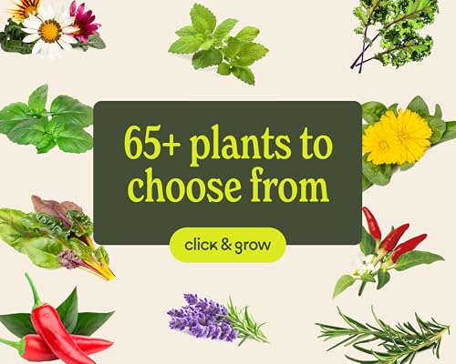 Click & Grow Smart Garden 3 Indoor Herb Garden Kit with Grow Light, Sage | Easier than a hydroponic growing system. Patented Smart Soil. Includes 3 basil pods. Choose from 50+ plant varieties - color: Sage green