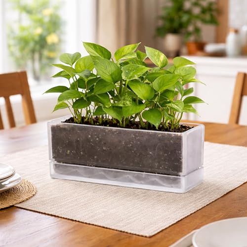 D'vine Dev Rectangular Planter, 12 x 4.5 in, Clear, Set of 1, 76-X-D-1 | Minimalist Design, Large Planting Capacity, Drainage Holes & Saucer, Thick-Walled Durable Build, Ideal for Windowsills - color: Clear
