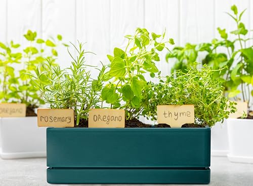 D'vine Dev Rectangular Planter, 12 x 4.5 in, Green, Set of 1, 76-X-C-1 | Minimalist Design, Large Planting Capacity, Drainage Holes & Saucer, Thick-Walled Durable Build, Ideal for Windowsills - color: Green
