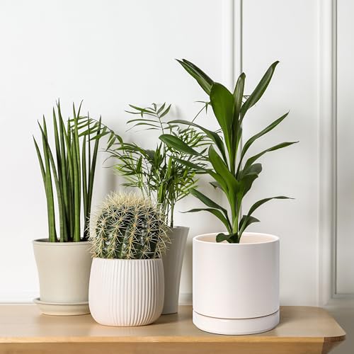 D'vine Dev 2-Pack Ceramic Pots with Saucers, Oatmeal, 6.5 in, 94-V-C-8 | Modern Cylinder Design, Glazed Ceramic, Drainage Hole & Saucer Included, High Temperature Fired, Elegant Home Accent - color: Oatmeal, size: 6 Inch