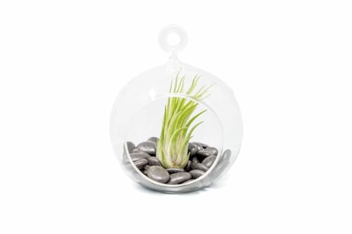 Stunning Flat Bottom Globe Plant Terrarium Kit - Small Assorted Air Plant and Black Stones in Propagation Jar - Home and Garden Decor Plants Pot - Easy Care Indoor and Outdoor Plants Vase - size: Black Stones, 1 Plant, No Moss