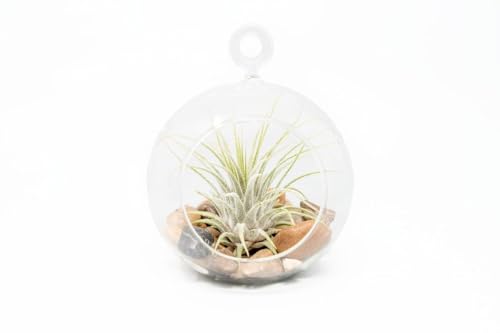 Stunning Flat Bottom Globe Plant Terrarium Kit - Small Assorted Air Plant, Beige Stones in Propagation jar - Home and Garden Decor Plant Pot - Easy Care Indoor and Outdoor Plant Vase - size: Beige Stones, 1 Plant, No Moss