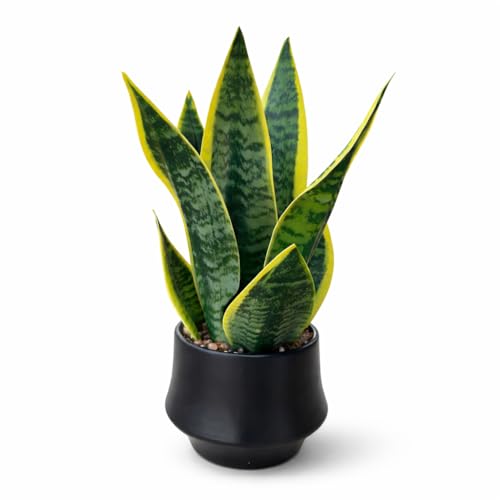 15" Artificial Snake Plant, Faux Sansevieria in Ceramic Pot