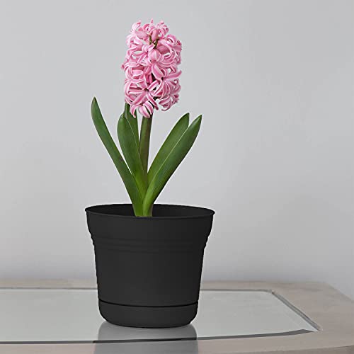 Bloem 010280 Saturn Planter with Saucer, 5", Black (SP0500), 5" - color: Black, size: 5"