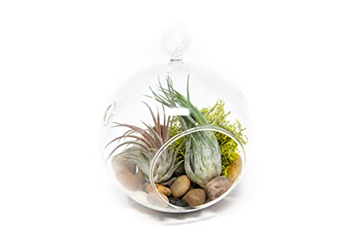 Stunning Flat Bottom Globe Terrarium Kit with Small Assorted Air Plants, Beige Stones and Moss Plant Terrarium - Live Tillandsia Air Plants Holder–Glass Terrariums for Plants and Succulents - size: Beige Stones, 2 Plants, With Moss