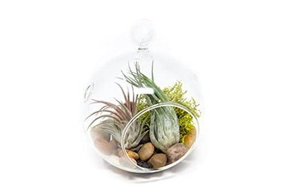 Stunning Flat Bottom Globe Terrarium Kit with Small Assorted Air Plants, Beige Stones and Moss Plant Terrarium - Live Tillandsia Air Plants Holder–Glass Terrariums for Plants and Succulents - size: Beige Stones, 2 Plants, With Moss
