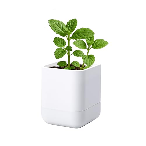 Phoenix Vine 3.5 Inch Wall Mounted Self-Watering Planter Pot for Indoor Houseplants and Herbs | Hanging Planter for Window Sills, Bathroom Walls, Home & Office Décor, White, Set of 1, 01-A-D-1 - color: White, size: 3.5" (1 Pack)