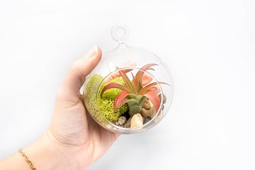 Set of 2 Stunning Hanging Glass Terrariums with Flat Bottoms - Wholesale and Bulk - Succulents - Live Tillandsia - Easy Care Indoor and Outdoor House Plants