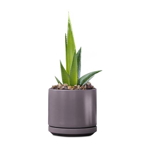 Ceramic 12 Inch Mid Modern Planter Pot with Drainage Hole and Saucer, Indoor Cylinder Round Flower Pot, Perfect for Planting Succulents, Herbs, Flowers, House Plants, Pastel Taupe - color: Pastel Taupe, size: 12.0" D x 10.5" H