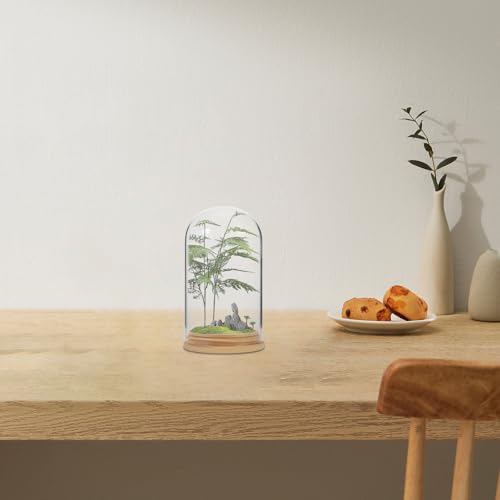 NUOBESTY Glass Cloche with Base Desk Terrarium for Office Hydroponic Vase for Propagation Clear Display Dome for Indoor Plants Tabletop Succulent Planter 4.72 X 2.75 X 2.75 in