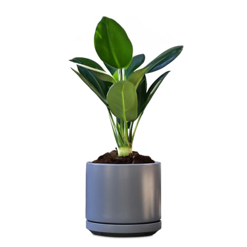 Ceramic 14 Inch Mid Modern Planter Pot with Drainage Hole and Saucer, Indoor Cylinder Round Flower Pot, Perfect for Planting Succulents, Herbs, Flowers, House Plants, Jet Grey - color: Jet Grey, size: 14.0" D x 12.0" H