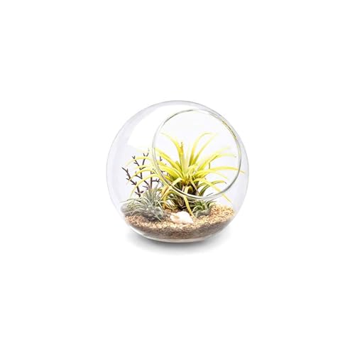 Mkono Plant Terrarium Display Glass Tabletop Succulent Air Plant Planter Globe Microlandschaft House, M | Succulent Holder, Oblique Mouth Opening, DIY Airplant Display, Multi-Purpose, Home Balcony Office Decor, Plant Lover Gift
