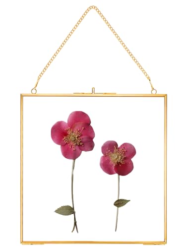 REDHUGO Glass Pressed Flower Frames, Square, Gold, 8x8 Inches | Vintage Hanging Picture Frames with Chain, Handmade Brass Floating Frame, Plant Specimen Wall Display DIY Family Photo - color: Gold, size: 8L" x 8W"