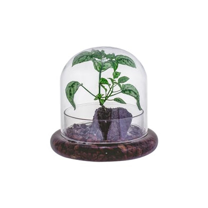 Small Glass Cloche Dome with Base for Mini Carnivorous Plants | 5.9 x 5.9 x 5.7 Inch Clear Glass Cloche Bell Jar - Home Tabletop Display Terrarium, Indoor Decorative (No Plants Included)
