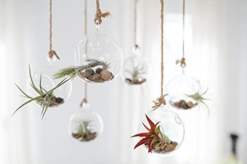 Set of 2 Stunning Hanging Glass Terrariums with Flat Bottoms - Wholesale and Bulk - Succulents - Live Tillandsia - Easy Care Indoor and Outdoor House Plants