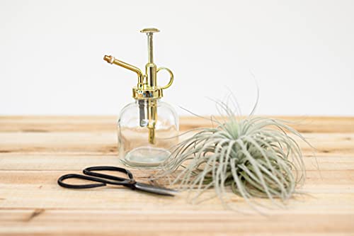 Glass Plant Watering Mister – 8 Ounces Gold Accent Plant Spray Bottle – Single Handed Watering Can for Indoor Plants