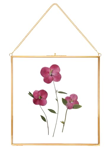 REDHUGO Glass Pressed Flower Frames, Square, Gold, 10x10 Inches | Vintage Hanging Picture Frames with Chain, Handmade Brass Floating Frame, Plant Specimen Wall Display DIY Family Photo - color: Gold, size: 10L" x 10W"