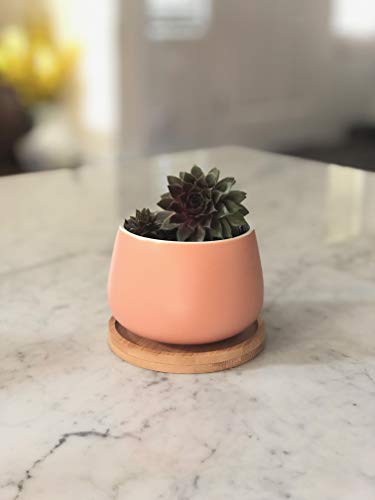 Assorted Blue Pink Yellow Round Ceramic Succulent Pots 3" Planters with Drainage | Bamboo Tray | 3 Pack - color: Pink Blue Yellow Round 3"