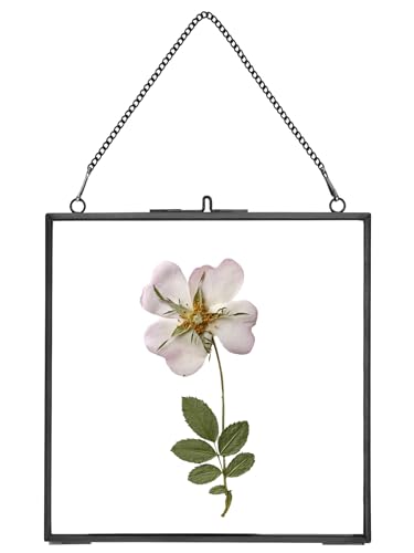 REDHUGO Glass Pressed Flower Frames, Square, Black, 6x6 Inches | Vintage Hanging Picture Frames with Chain, Handmade Brass Floating Frame, Plant Specimen Wall Display DIY Family Photo - color: Black, size: 6L" x 6W"