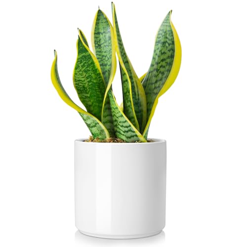 vancasso Ceramic Plant Pots, 6 Inch Planter Pot with Drainage Hole, Flower Pots for Indoor Outdoor Plants, White - color: White, size: 6 Inch