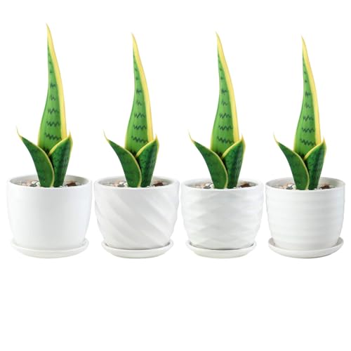 sietpoek 4.7” Ceramic Plant Pots with Drainage and Saucer 4PCs White | White Ceramic Flower Pots with Drainage Hole and Saucer, Decorative Planter for Indoor Outdoor Garden Plants Succulen - size: 4.7 Inch