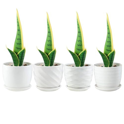 sietpoek 4.7” Ceramic Plant Pots with Drainage and Saucer 4PCs White | White Ceramic Flower Pots with Drainage Hole and Saucer, Decorative Planter for Indoor Outdoor Garden Plants Succulen - size: 4.7 Inch