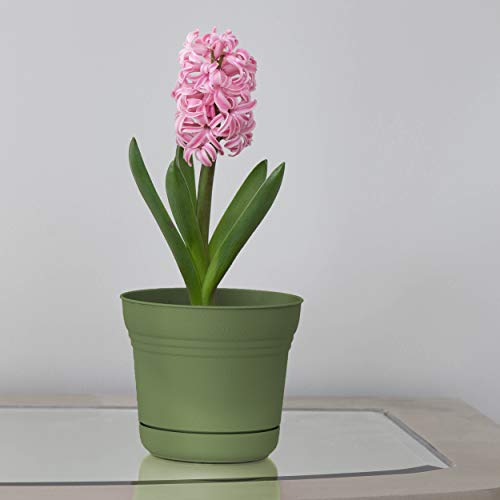 Bloem SP0542 Saturn Planter w/Saucer 5" Living Green, 5" - color: Living Green, size: 5"