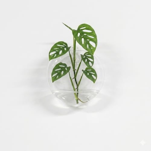 Wall Hanging Planter Propagation Station, Glass Flower Vase for Hydroponics Plants, Terrariums, Bathroom, Home Office, Living Room Decor Gift, Oblate Shape Set of 2(Plants Not Included)