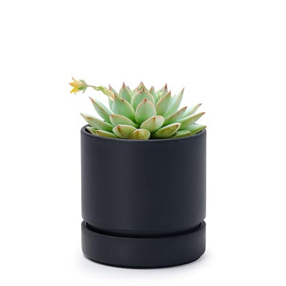 Phoenix Vine 4 Inch Planter Pot with Drainage Hole & Saucer, Deep Water Catch Tray, Straight Cylindrical Round Pot for Plants, Matte Black, Pack of 1, 23-C-R-1 - color: Matte Black, size: 4" (1 Pack)