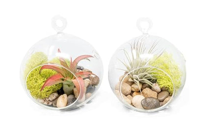 Set of 2 Stunning Hanging Glass Terrariums with Flat Bottoms - Wholesale and Bulk - Succulents - Live Tillandsia - Easy Care Indoor and Outdoor House Plants