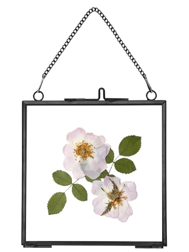 REDHUGO Glass Pressed Flower Frames, Square, Black, 4x4 Inches | Vintage Hanging Picture Frames with Chain, Handmade Brass Floating Frame, Plant Specimen Wall Display DIY Family Photo - color: Black, size: 4L" x 4W"