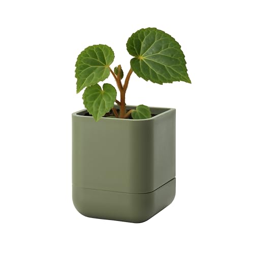 Phoenix Vine 3.5 Inch Wall Mounted Self-Watering Planter Pot for Indoor Houseplants and Herbs | Hanging Planter for Window Sills, Bathroom Walls, Home & Office Décor, Olive, Set of 1, 01-A-F-1 - color: Olive, size: 3.5" (1 Pack)