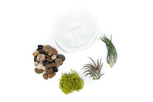Stunning Flat Bottom Globe Terrarium Kit with Small Assorted Air Plants, Beige Stones and Moss Plant Terrarium - Live Tillandsia Air Plants Holder–Glass Terrariums for Plants and Succulents - size: Beige Stones, 2 Plants, With Moss