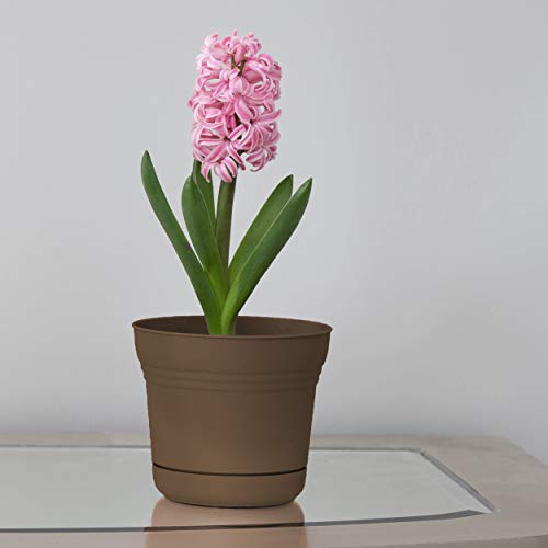 Bloem 010250 Saturn Planter, 5", Chocolate, 5" - color: Chocolate Brown, size: 5"