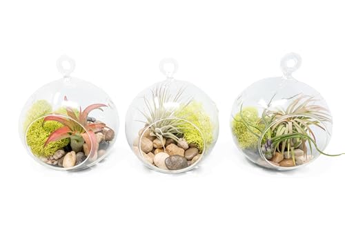 Stunning Flat Bottom 3 Globe Plant Terrarium Kits - 5 Small Assorted Air Plants, Beige Stones and Moss in Propagation Jar - Home and Garden Décor Plant Pot - Easy Care Indoor and Outdoor Plant Vase - size: Beige Stones, 5 Plants, With Moss