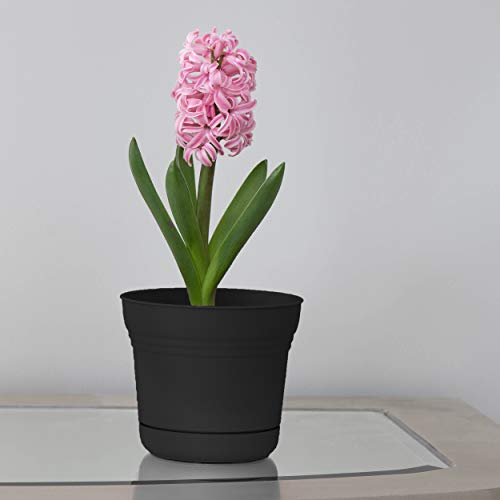 Bloem 010280 Saturn Planter with Saucer, 5", Black (SP0500), 5" (Pack of 2) - color: 블랙., size: 5"
