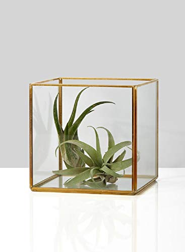 Serene Spaces Living Square Gold Lantern, Measures 5 inches Cube, Sold Individually - color: Cube