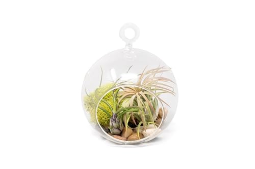 Stunning Flat Bottom Globe Terrarium Kit with Small Assorted Air Plants, Beige Stones and Moss Plant Terrarium - Live Tillandsia Air Plants Holder–Glass Terrariums for Plants and Succulents - size: Beige Stones, 2 Plants, With Moss