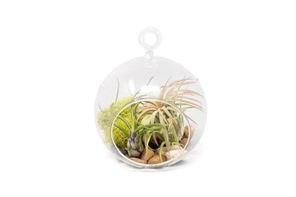 Stunning Flat Bottom Globe Terrarium Kit with Small Assorted Air Plants, Beige Stones and Moss Plant Terrarium - Live Tillandsia Air Plants Holder–Glass Terrariums for Plants and Succulents - size: Beige Stones, 2 Plants, With Moss