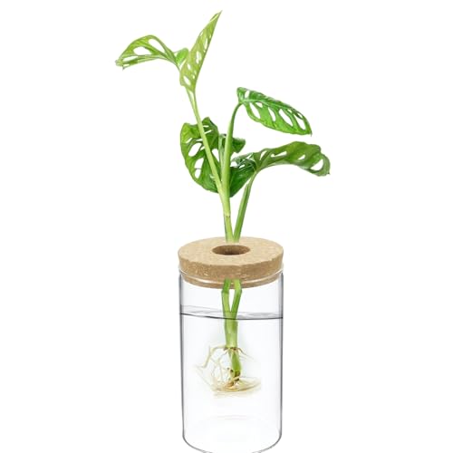 M METERXITY 1 Pack Glass Planter Terrarium with Wooden Cover, Desktop Plant Propagation Station Clear Vase for Hydroponic Plants Propagation/Home Garden Decor/Plant Lover [3.35'' x 5.91''] - size: 3.35'' x 5.91''