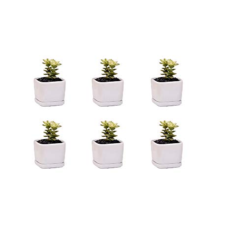 Mini 6 Set of 2x2x1.65inch Square Modern Minimalist White Ceramic Succulent mini Planter Pot/Window Box with Saucer (6, 2inch)