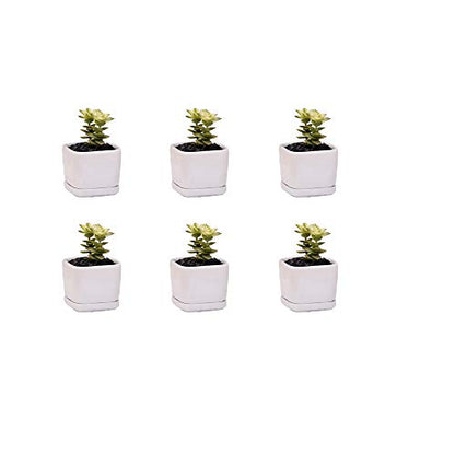 Mini 6 Set of 2x2x1.65inch Square Modern Minimalist White Ceramic Succulent mini Planter Pot/Window Box with Saucer (6, 2inch)
