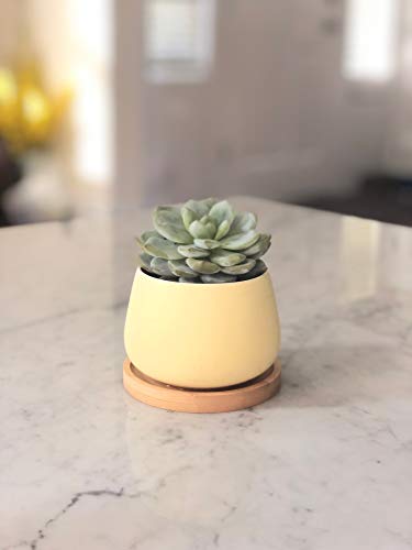 Assorted Blue Pink Yellow Round Ceramic Succulent Pots 3" Planters with Drainage | Bamboo Tray | 3 Pack - color: Pink Blue Yellow Round 3"