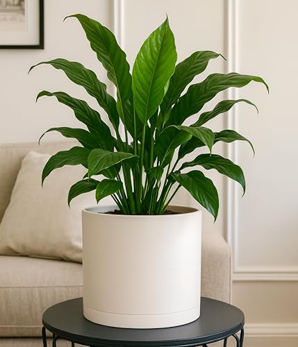 D'vine Dev 3-Pack Plastic Pots & Saucers, 6.5/8/10 in, Oatmeal, 74-V-H-4 | Multi-Size Options, Lightweight Durable, Matte Finish, Cylinder Shape, Drainage Holes, Sleek Design, Detachable Saucer - color: Oatmeal, size: Large
